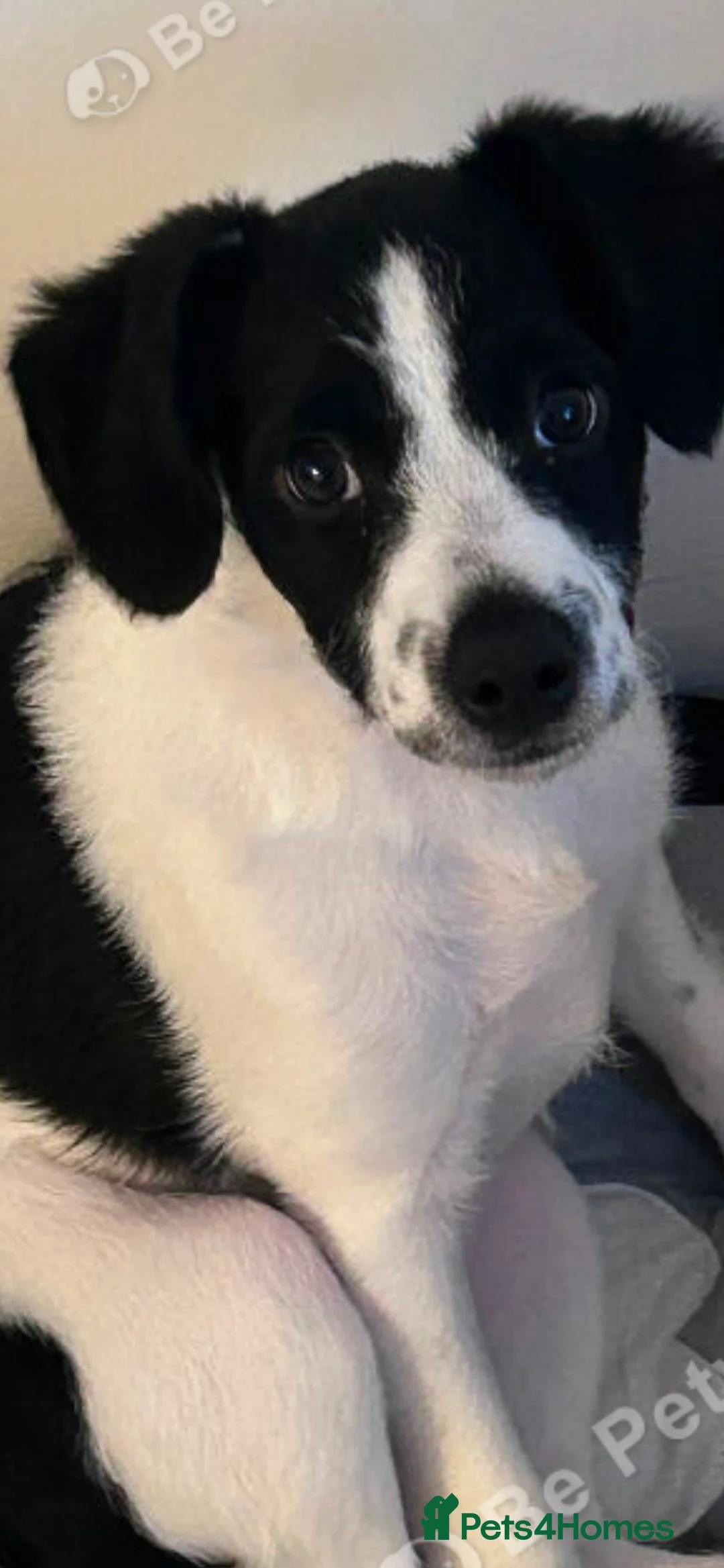 Patterjack dogs for sale: Jack russel x patter Jack puppy - Advert 2