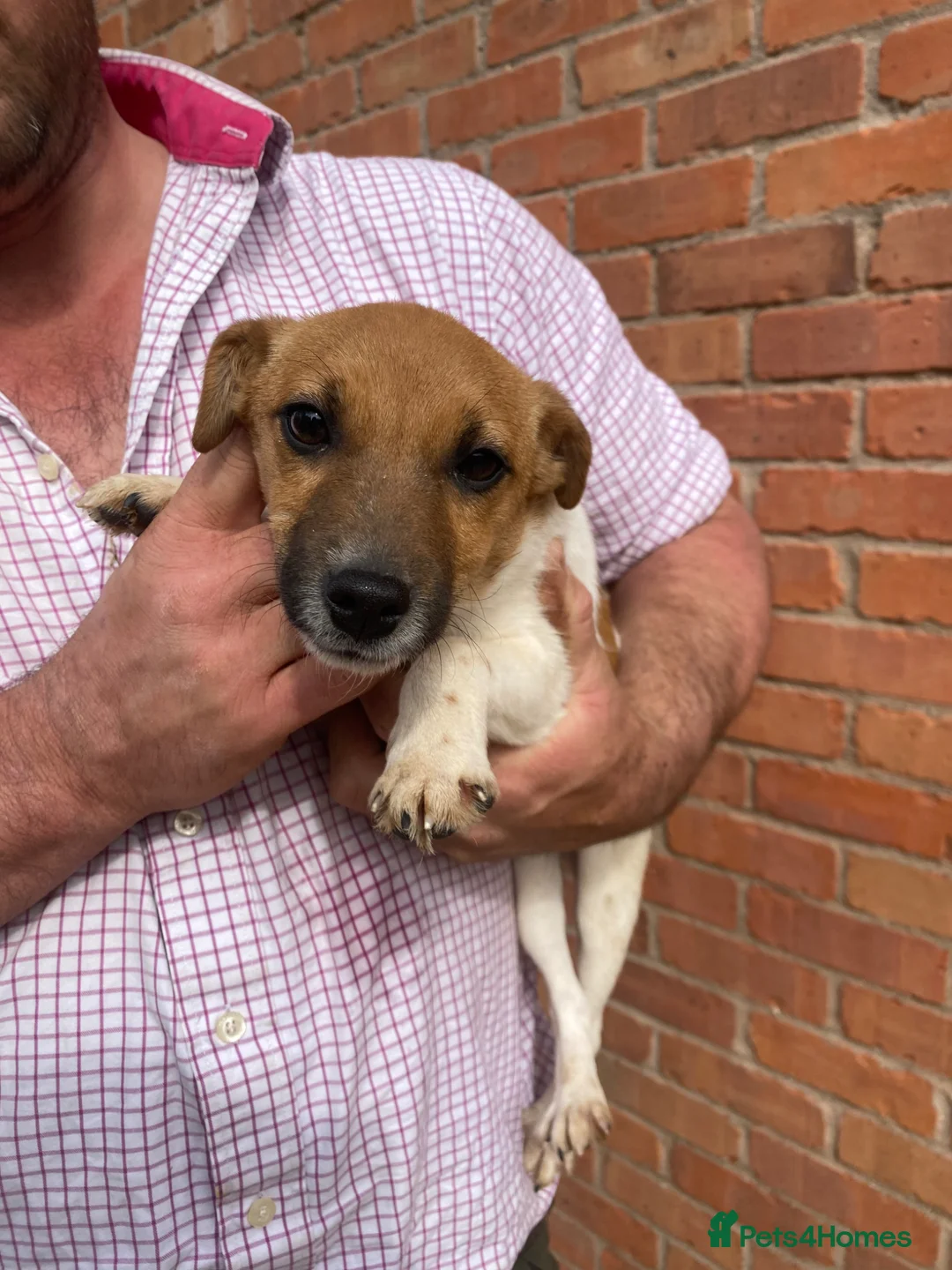 Jack Russell dogs for sale: 5 month Jack Russell Terrier  - Advert 1