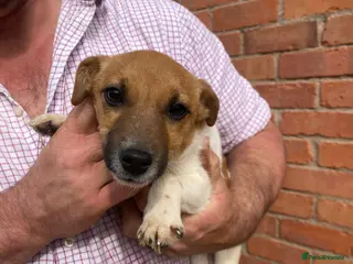 Jack Russell dogs 5 month Jack Russell Terrier - Advert 15
