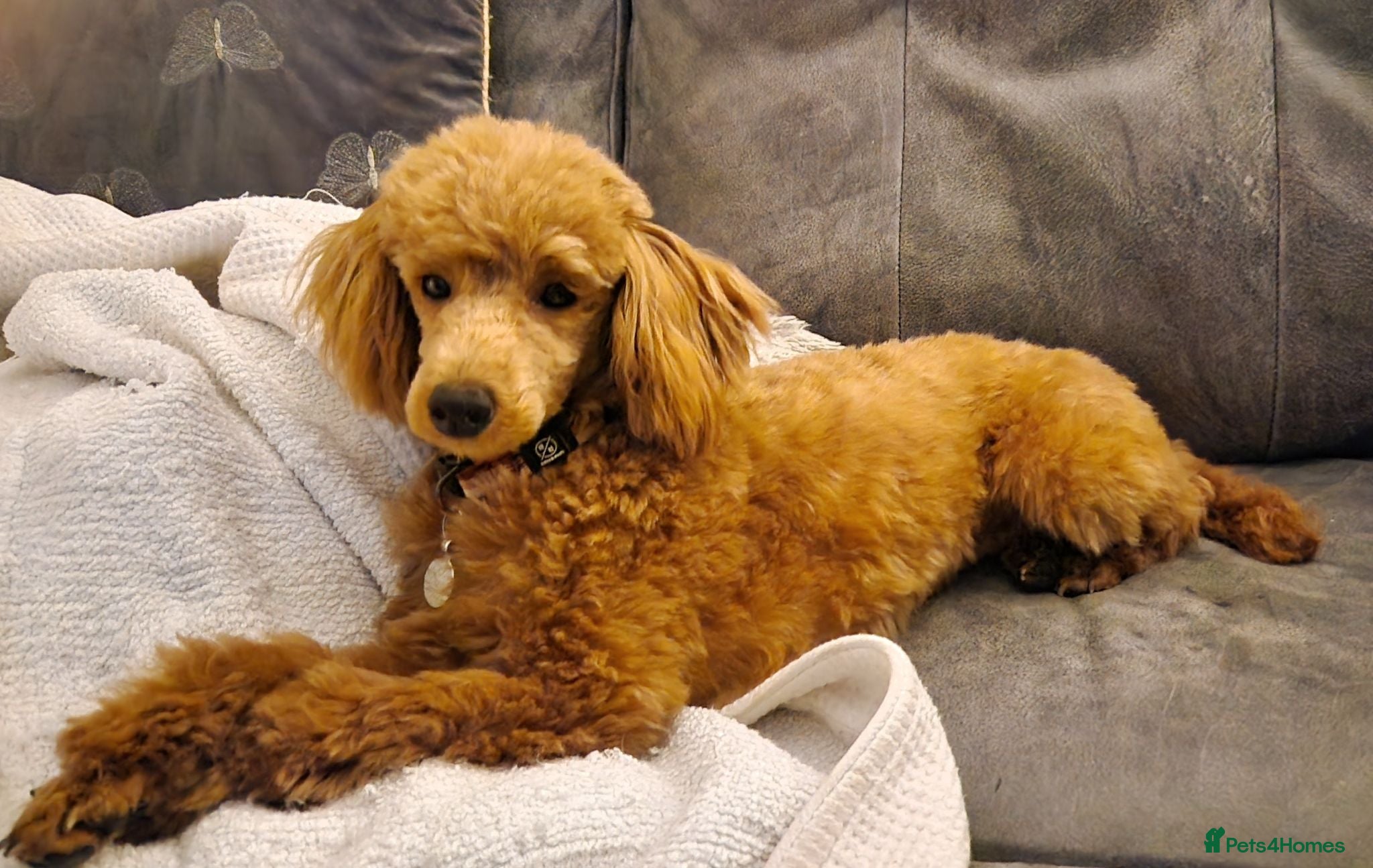 Toy Poodle dogs **KC Registered Phantom Toy Poodles ** - Advert 11
