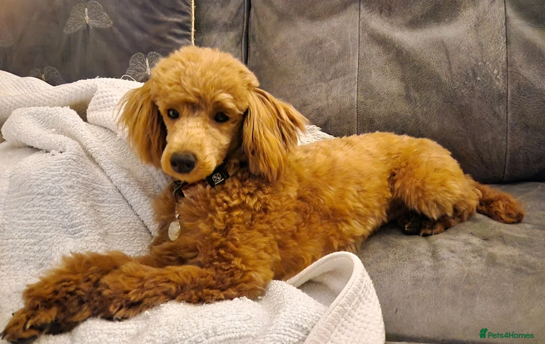Toy Poodle dogs for sale: **KC Registered Phantom Toy Poodles ** - Advert 1