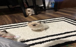 Ragdoll cats for sale: Pure Fluffy Ragdoll kittens - Image 15