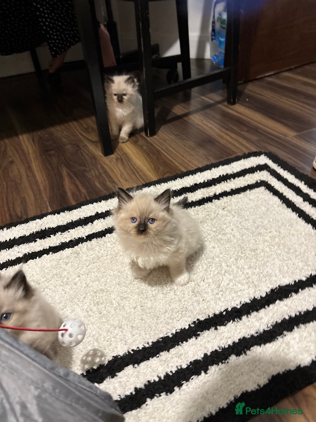 Ragdoll cats for sale: Pure Fluffy Ragdoll kittens - Image 15