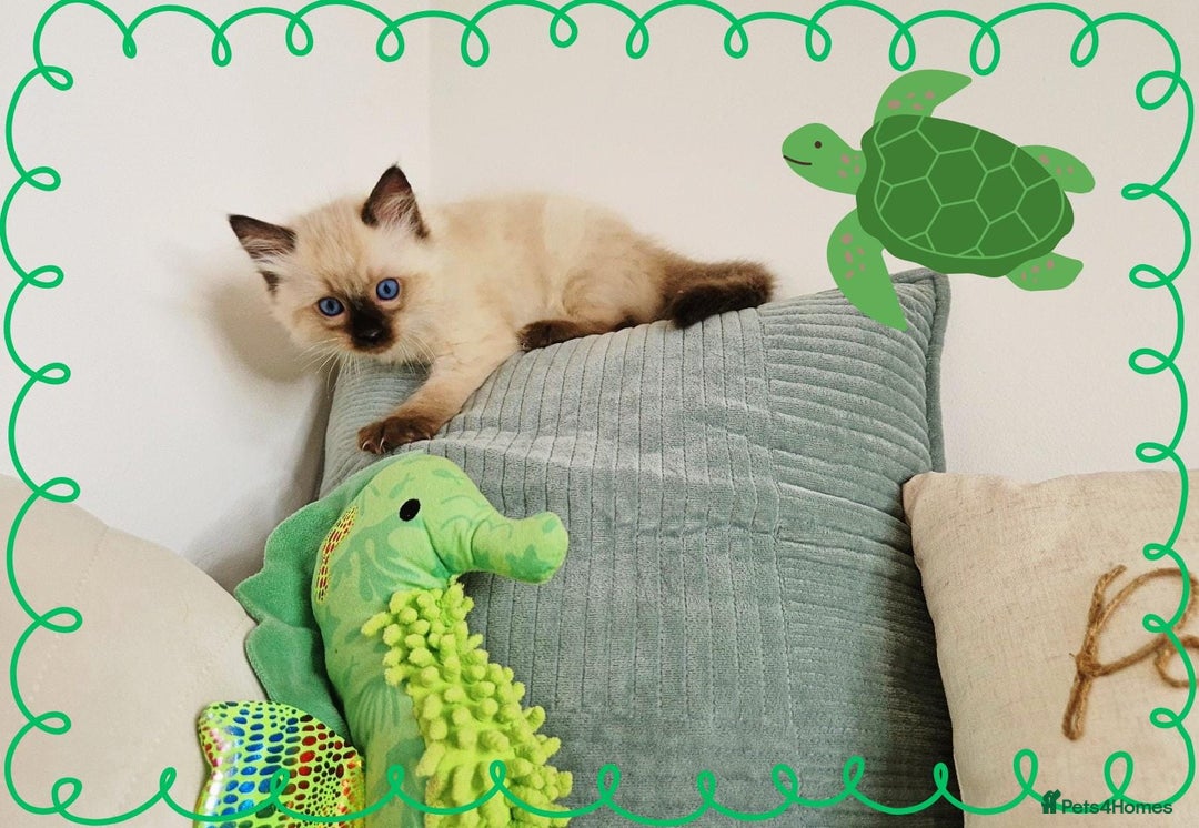 Ragdoll cats for sale: Top-Quality Pedigree Ragdoll Kittens - 3 AVAILABLE - Image 22