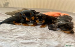 Miniature Dachshund dogs for sale: Miniature dachshund pups - Image 4