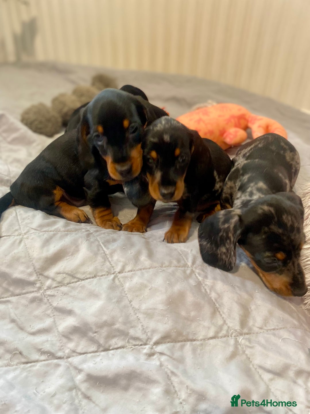 Miniature Dachshund dogs for sale: Miniature dachshund pups - Image 4