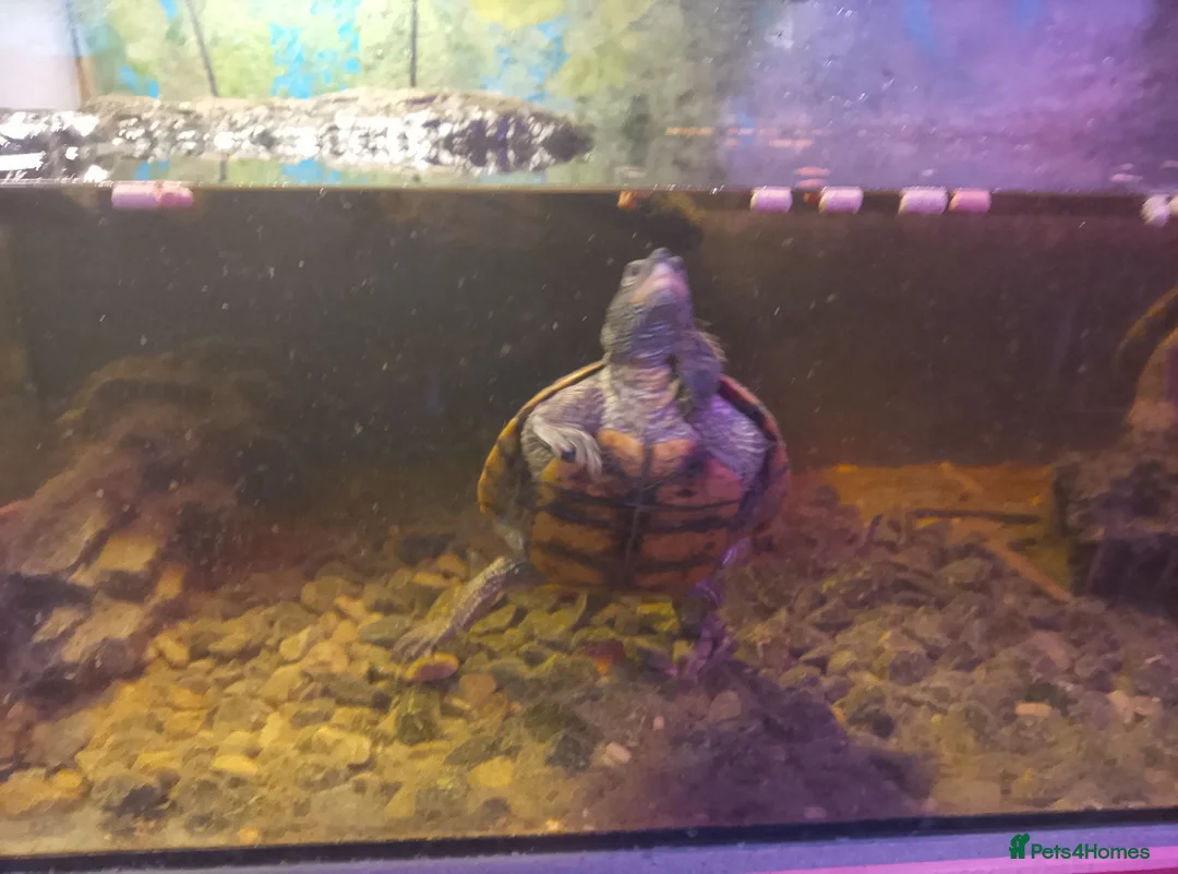 Turtle reptiles for sale: Large tank x 3 adult turtles - Advert 2