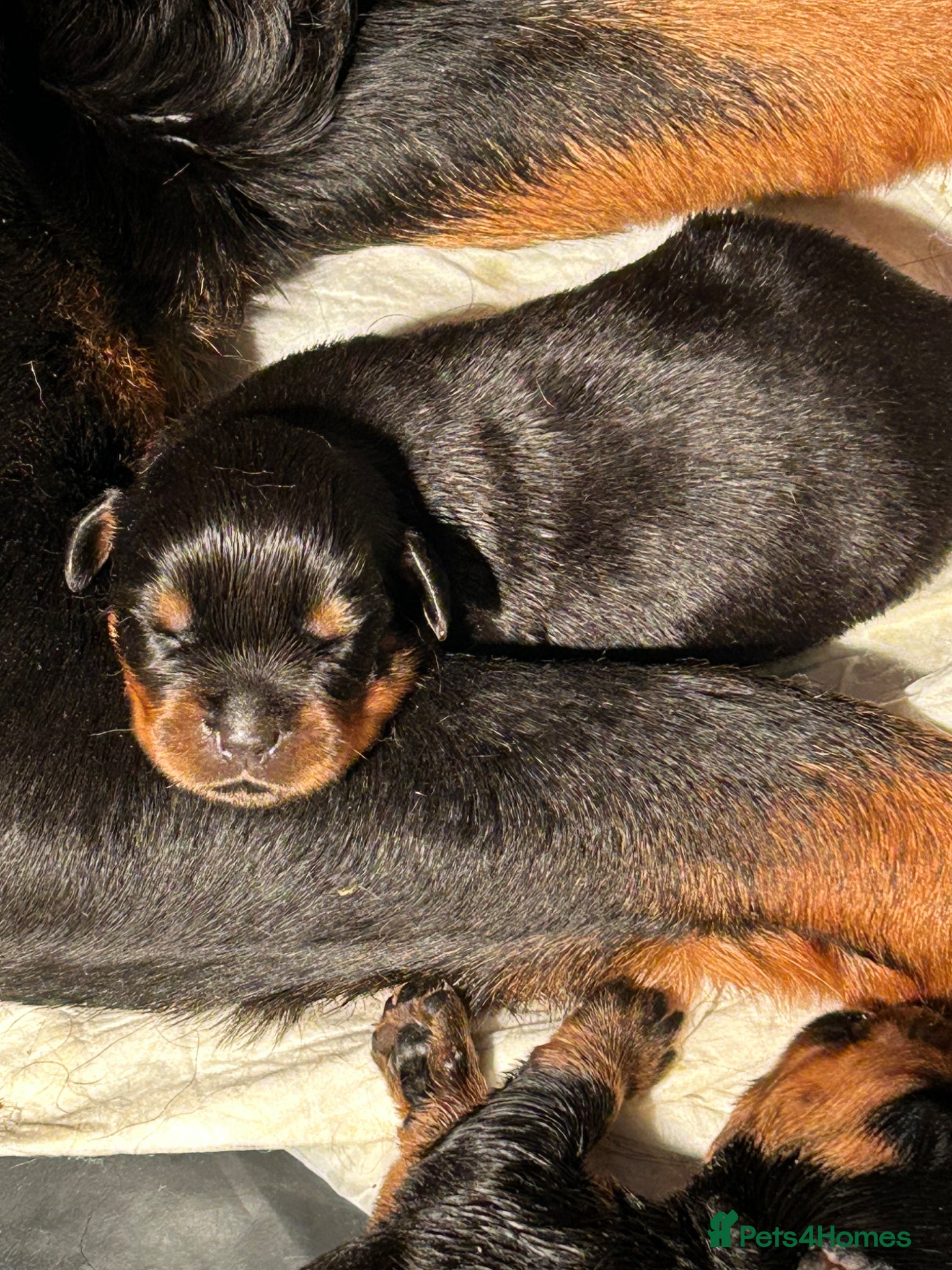 Rottweiler dogs KC Registered Champion Bloodline Rottwiler Puppies - Advert 2