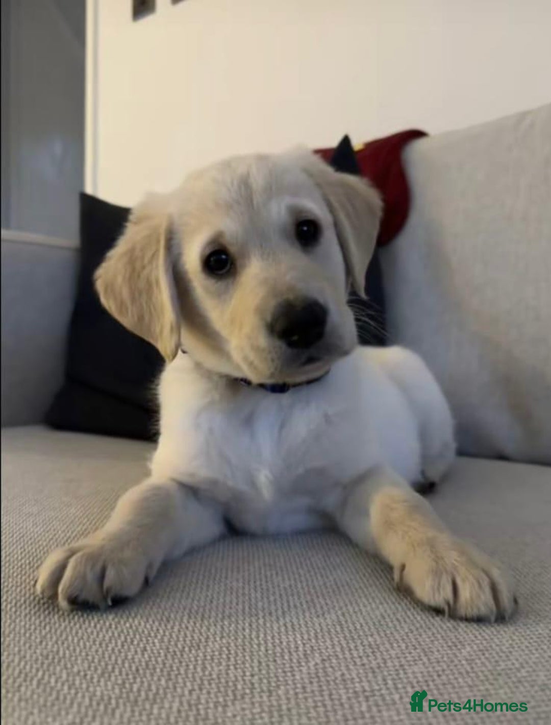 Labrador Retriever dogs for sale: Labrador puppy for sale  - Image 3