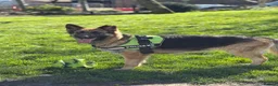 German Shepherd dogs for sale: Girl german shepherd  - Advert 1