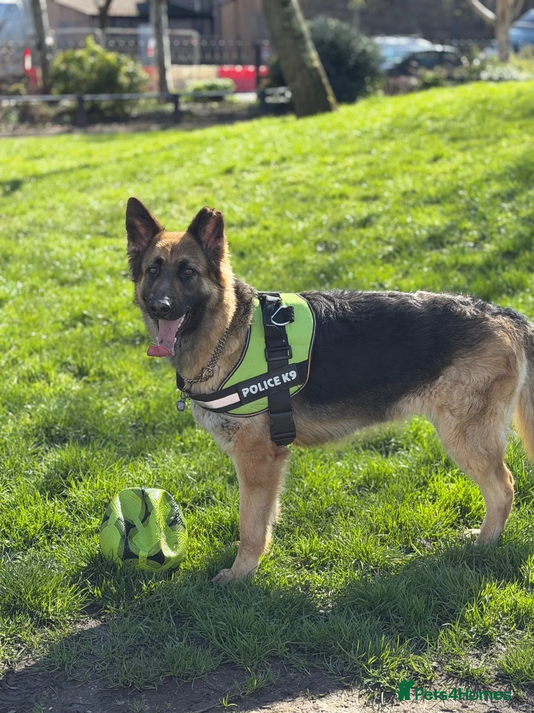 German Shepherd dogs for sale: Girl german shepherd  - Advert 1