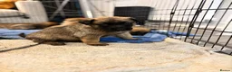 German Shepherd dogs for sale: 2 MALES LEFT German Shepherd puppies - Advert 5