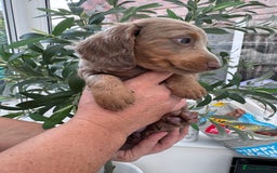 Miniature Dachshund dogs for sale: 1 Gorgeous Miniature long hair Daschund available - Advert 7