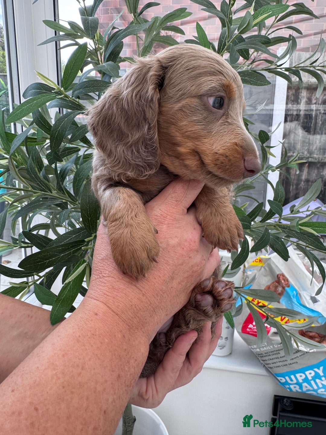 Miniature Dachshund dogs for sale: 1 Gorgeous Miniature long hair Daschund available - Advert 7
