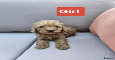 Cavapoo dogs - Advert 5