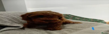 Cockapoo 3