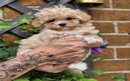Maltipoo dogs for sale: Amazing TeddyBear Asian Korean Maltipoo puppies - Image 18