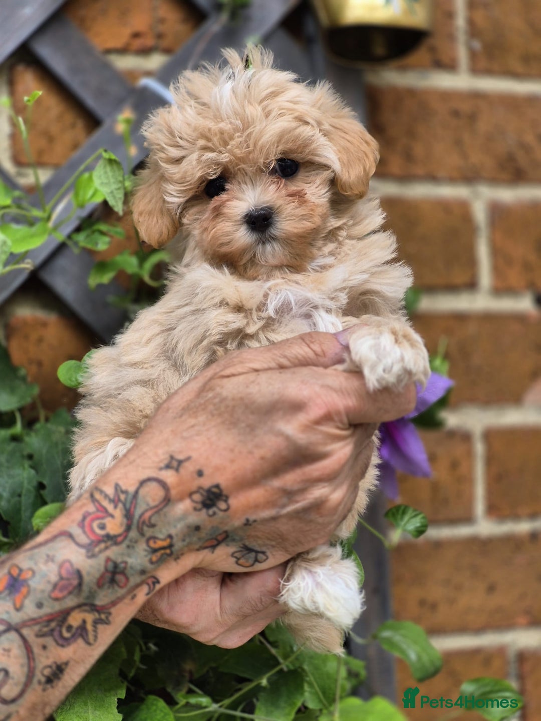 Maltipoo dogs for sale: Amazing TeddyBear Asian Korean Maltipoo puppies - Image 18