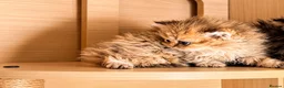 Selkirk Rex cats for sale: Beautiful litter of longhair Selkirk Rex kittens - Advert 22