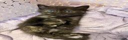 Mixed Breed cats for sale: 6 ragdoll x Persian kittens - Advert 19