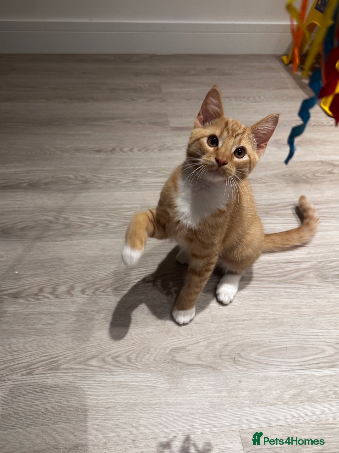 Domestic Shorthair cats for sale: Мальчик  - Advert 4