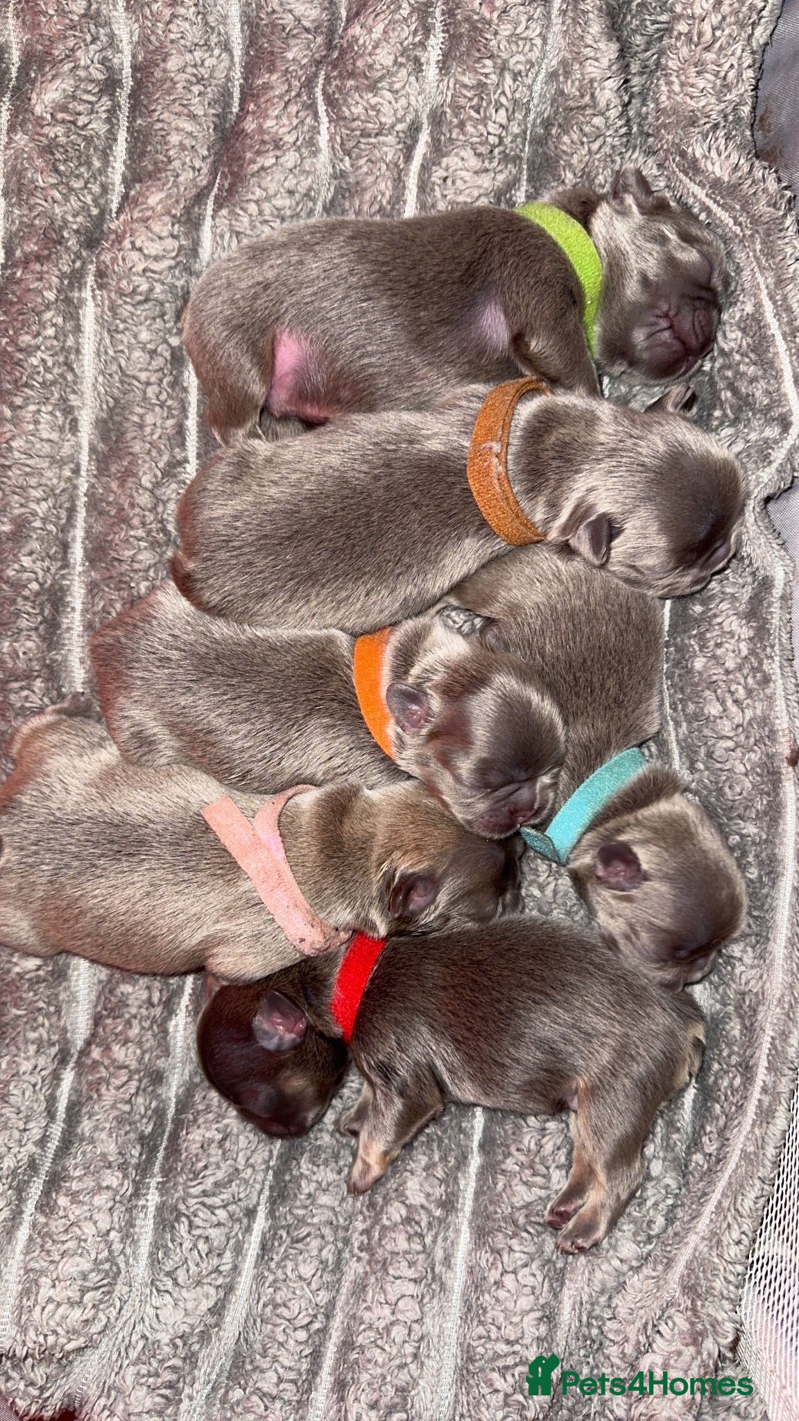 French Bulldog dogs KC Fluffy French Bulldogs  - Advert 12