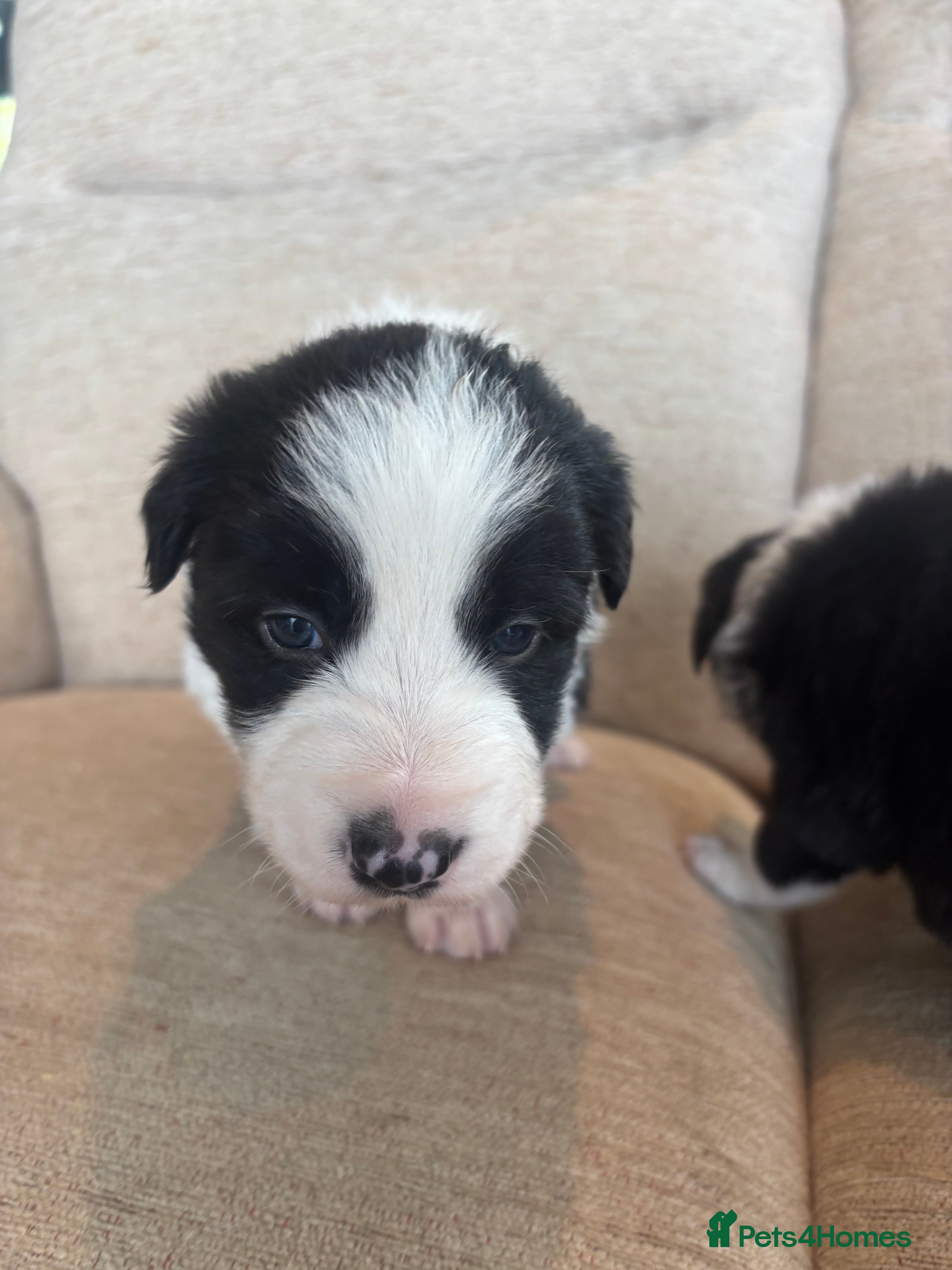 Border Collie dogs for sale: Beautiful Border Collie Puppies - Advert 2