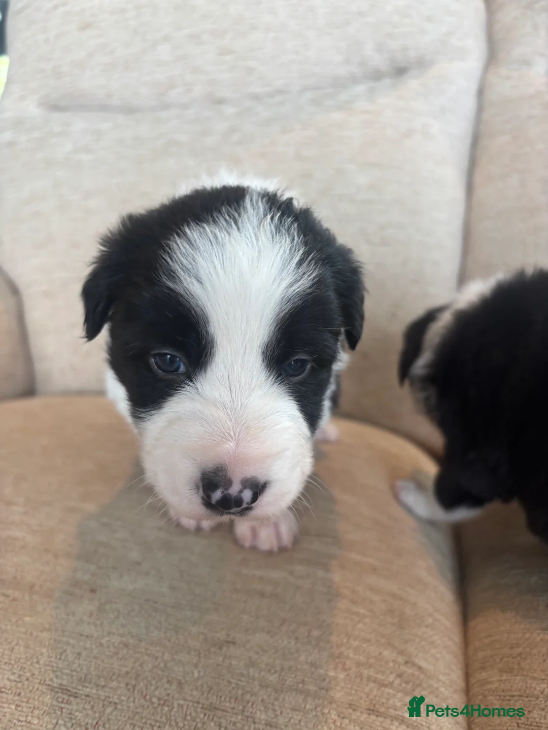 Border Collie dogs for sale: Beautiful Border Collie Puppies - Advert 2