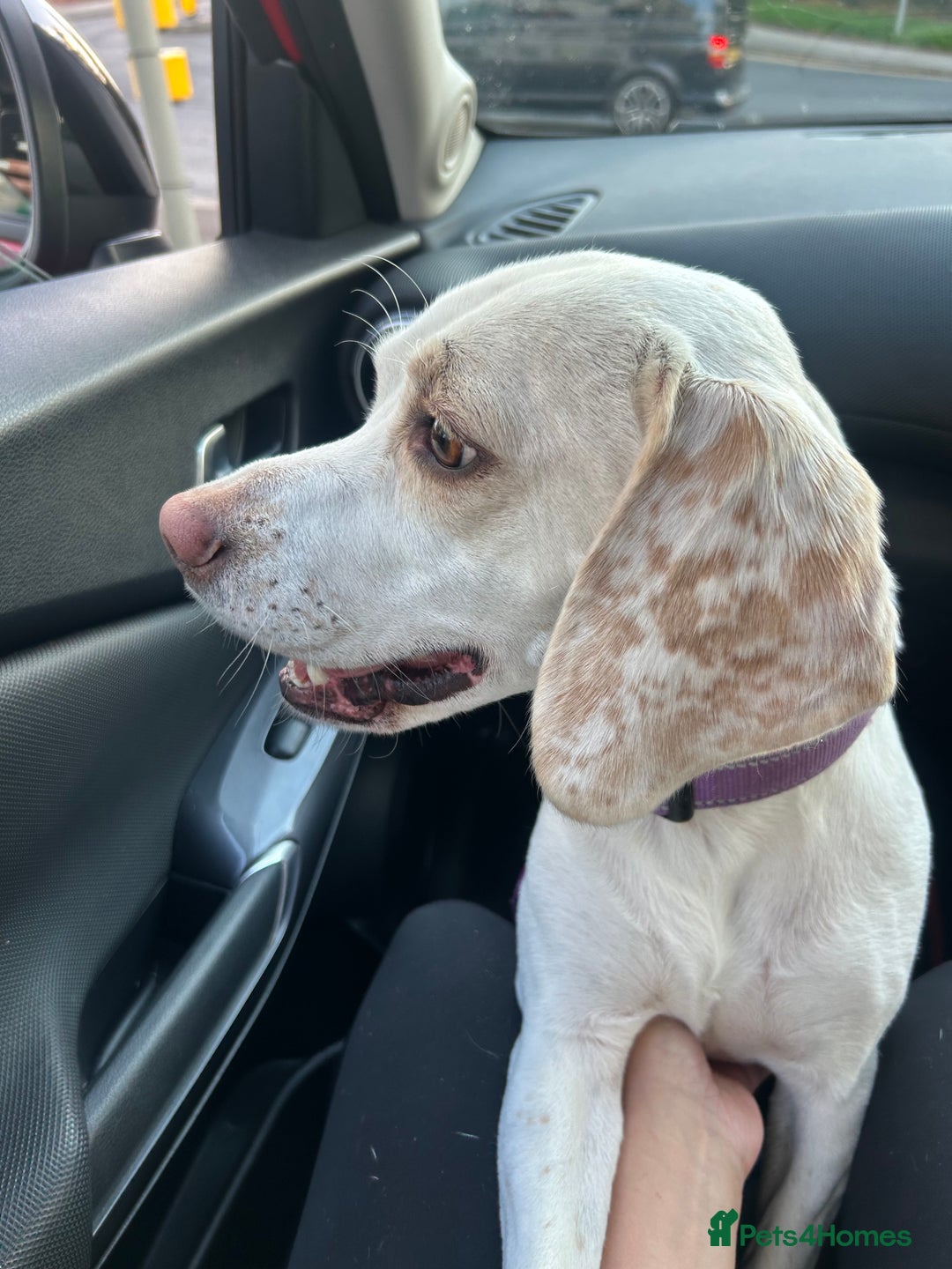 Beagle dogs for sale: Lemon beagle  - Image 2