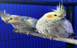 Cockatiels birds for sale: Cockatiels X2  - Image 5