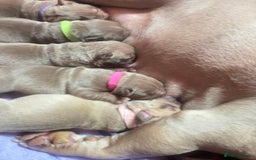 American Bully dogs for sale: Pocket bully puppy’s  - Image 38