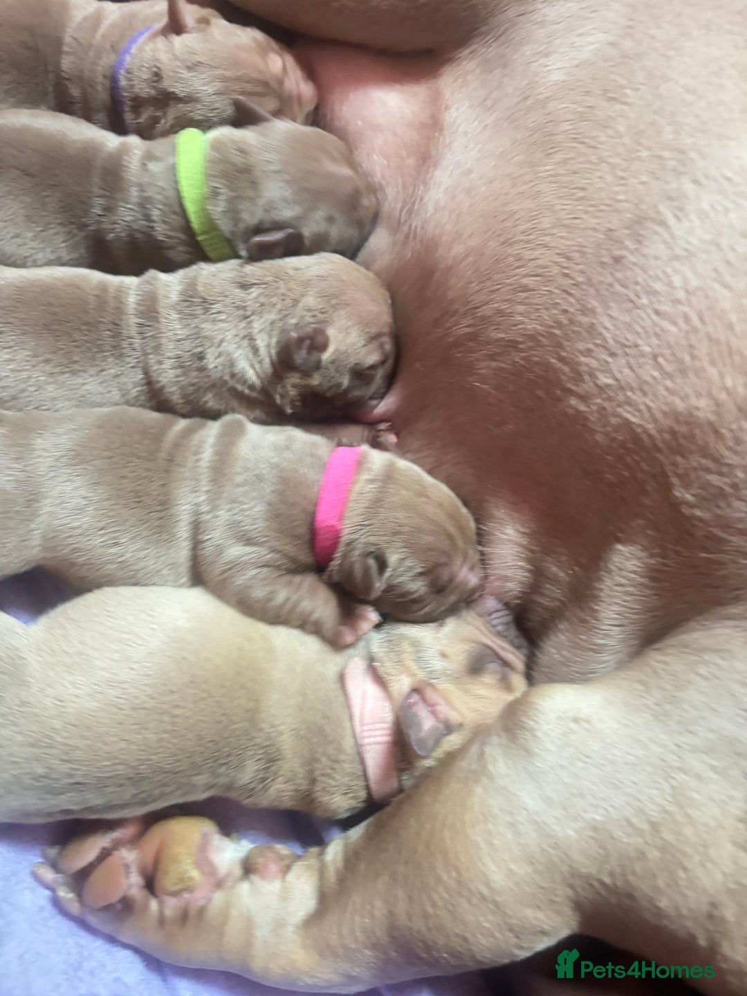 American Bully dogs for sale: Pocket bully puppy’s  - Image 38