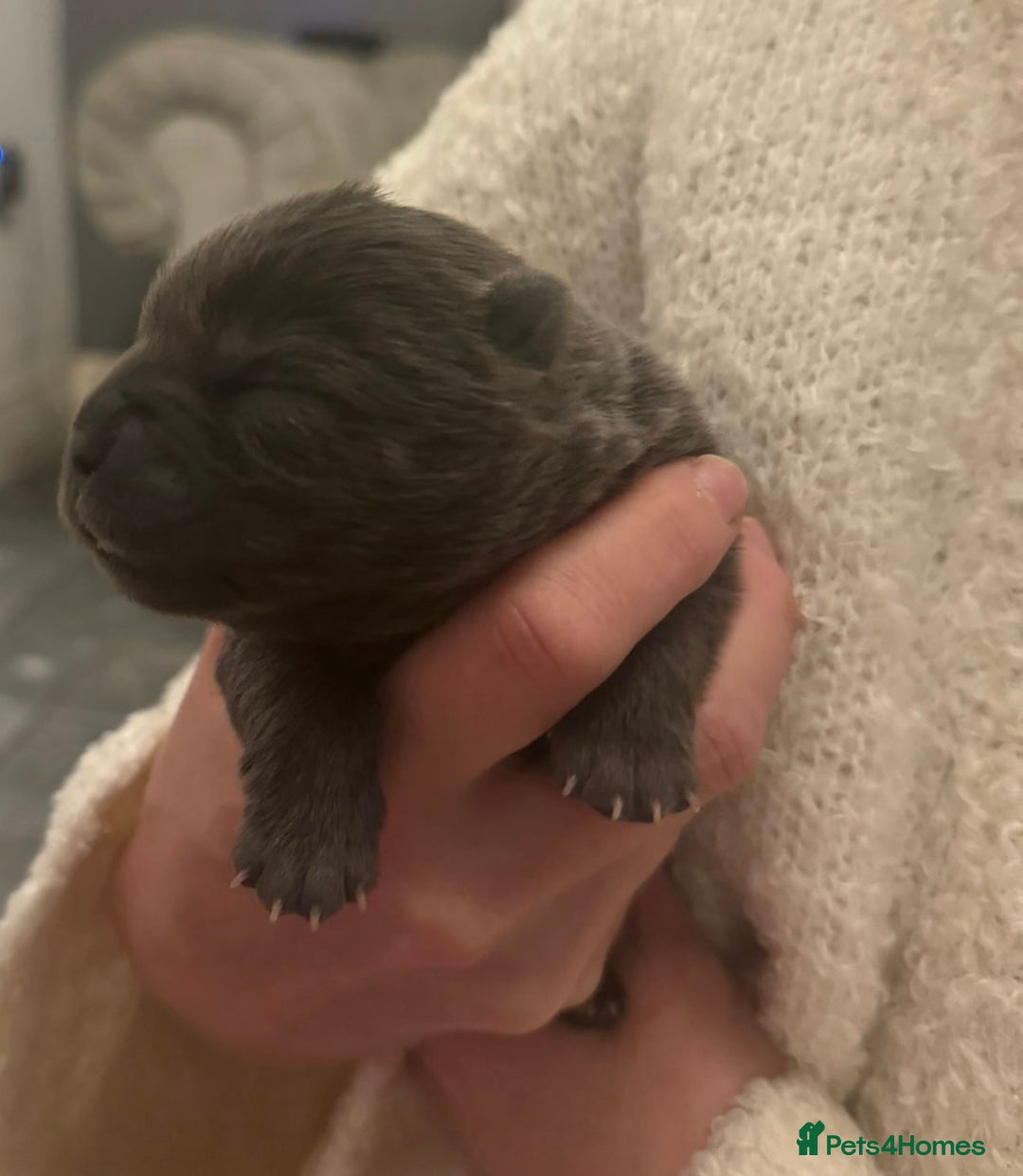 Chow Chow dogs for sale: KC reg chow chows  - Advert 7