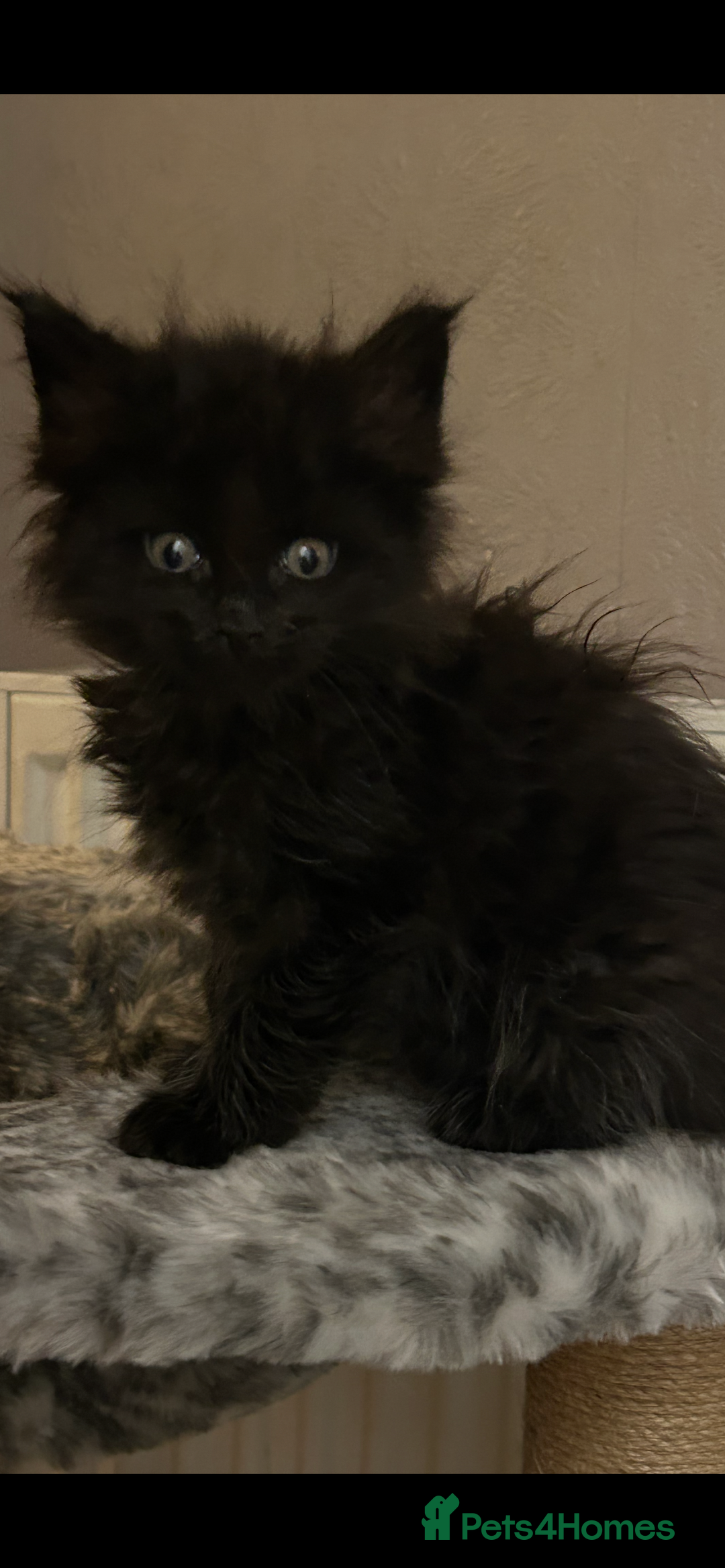 Maine Coon cats for sale: 8 beautiful mainecoon kittens for sale - Advert 3