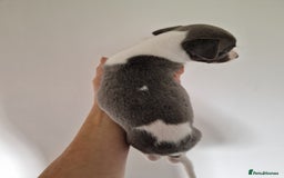 Whippet dogs for sale: Heart and Health checked KC Blue Whippets. - Image 13