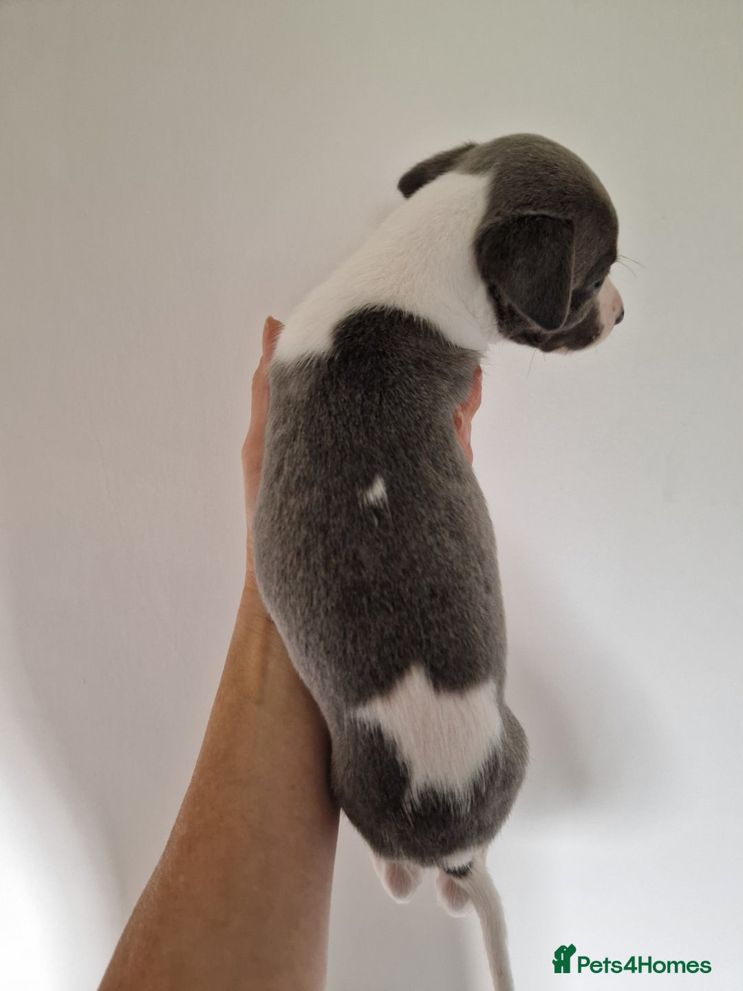 Whippet dogs for sale: Heart and Health checked KC Blue Whippets. - Image 13