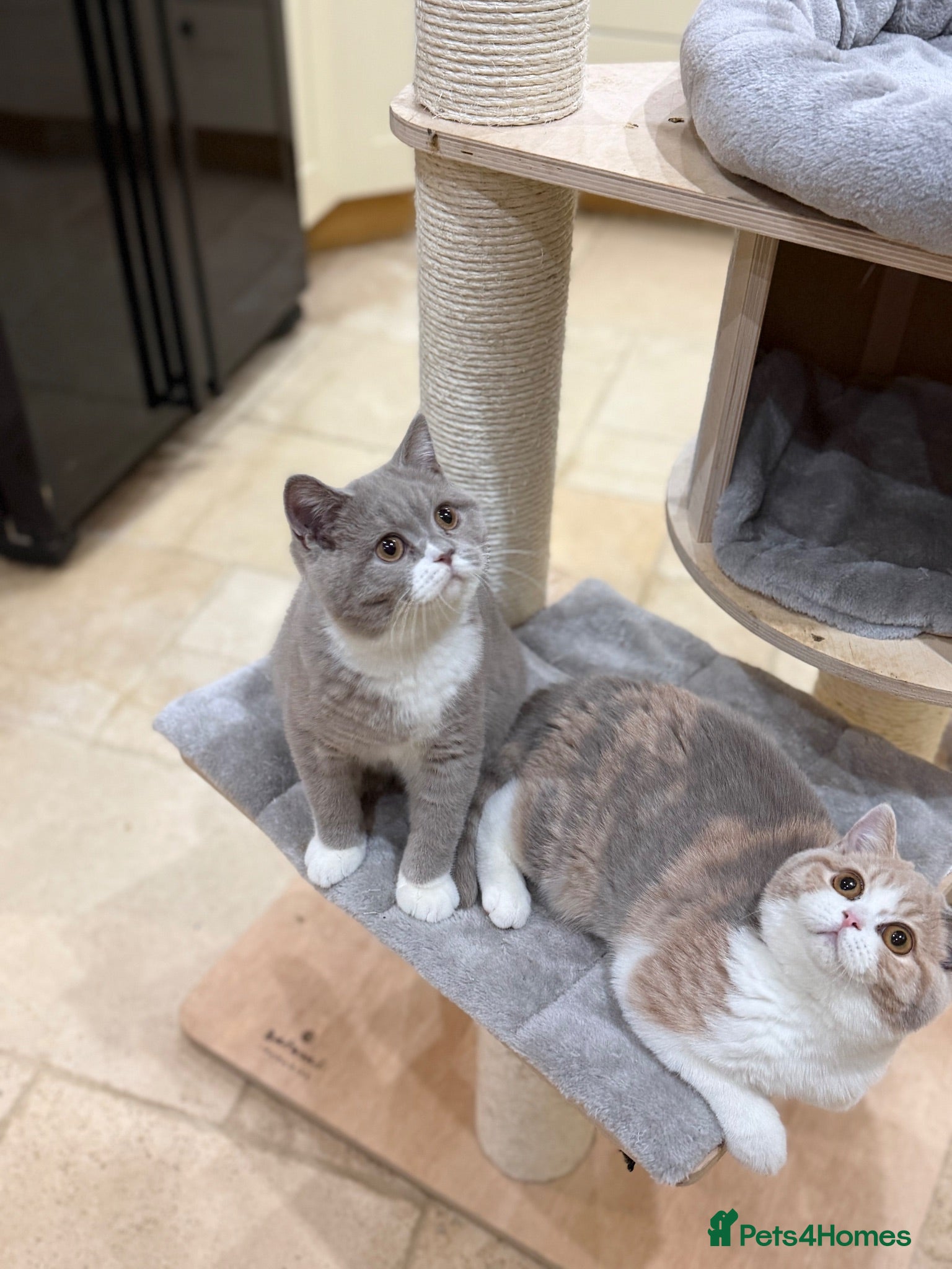 British Shorthair cats READY NOW - REGISTERED FULL PEDIGREE BSH KITTENS - Advert 2