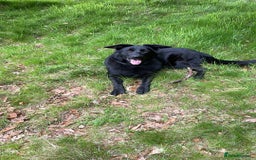 German Shepherd dogs for sale: German Shepherd Female  - Image 3