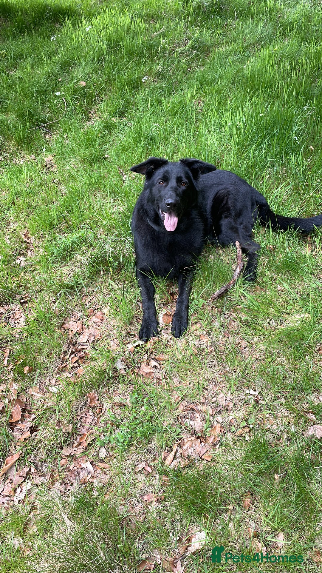German Shepherd dogs for sale: German Shepherd Female  - Image 3
