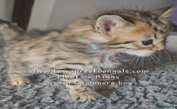 Bengal cats - Advert 3