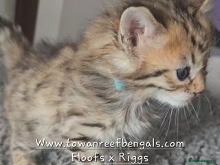 Bengal cats - Advert 3
