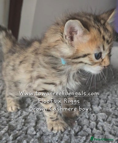 Bengal cats - Advert 3