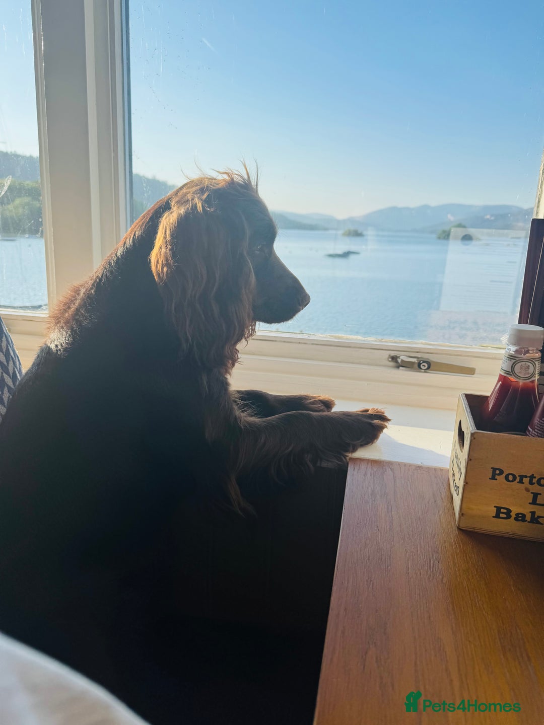 Cocker Spaniel dogs for sale: 1 year old working cocker  - Image 4