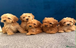 Cockapoo dogs for sale: Ready to go beautiful puppies  - Advert 6