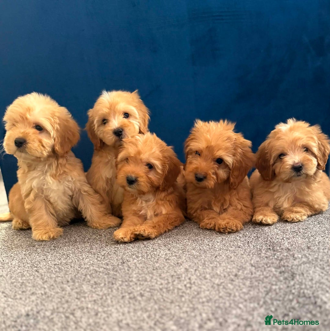 Cockapoo dogs for sale: Ready to go beautiful puppies  - Advert 6