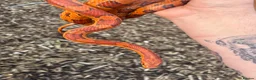 Mixed Breed reptiles for sale: Various snakes for sale - Advert 7