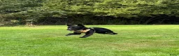 Mixed Breed dogs for adoption: Meet Trixie, currently residing in Sussex  in Hailsham - Advert 2