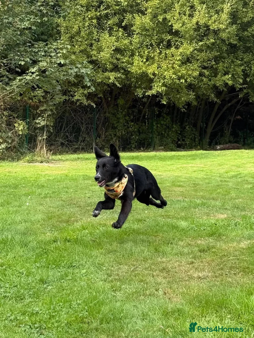Mixed Breed dogs for adoption: Meet Trixie, currently residing in Sussex  in Hailsham - Advert 2