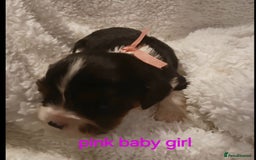 Cavalier King Charles Spaniel dogs for sale: Health tested Cavalier King Charles  - Image 6