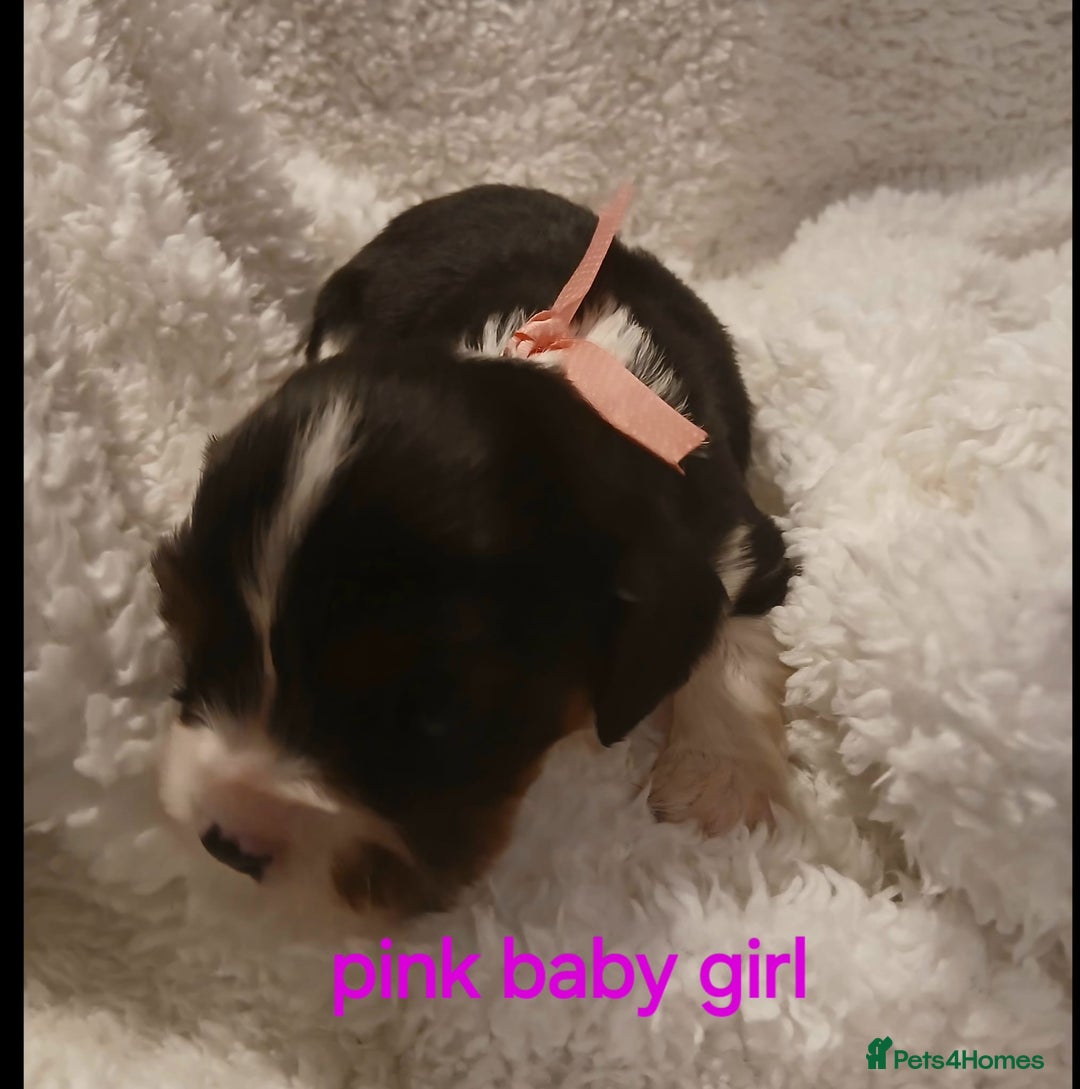 Cavalier King Charles Spaniel dogs for sale: Health tested Cavalier King Charles  - Image 6